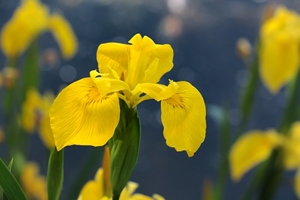 iris jaune